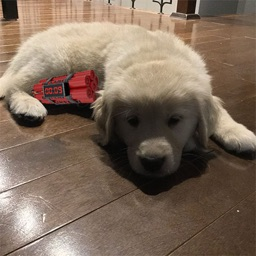 I am going to bark at you